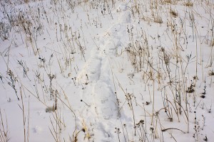 Snowshoe prints on deep path
