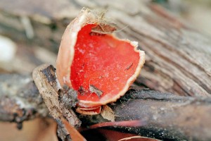Scarlet Cup (Sarcoscypha austriaca)