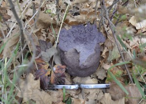 Purple-spored Puffball