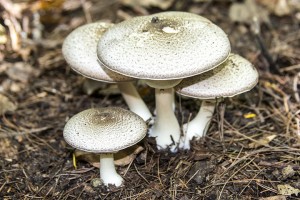 Eastern Flat-topped Agaricus