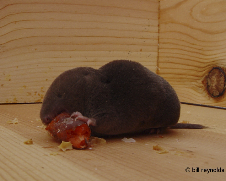 northern short-tailed shrew
