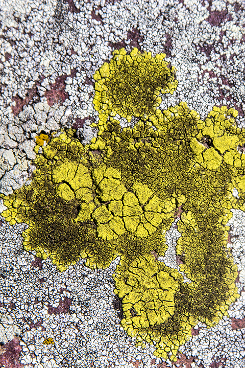 Bright Cobblestone Lichen