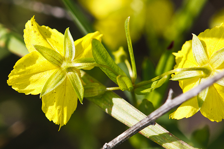 four-flowered yellow loosestrife