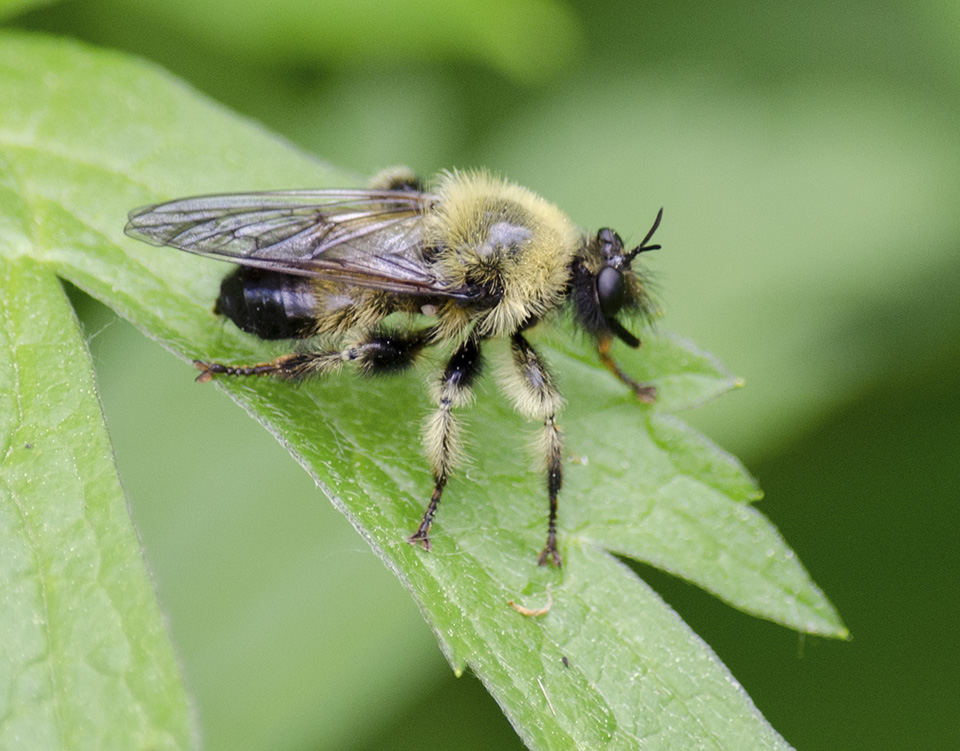 bumble bee mimic robber fly (Laphria sacrator)