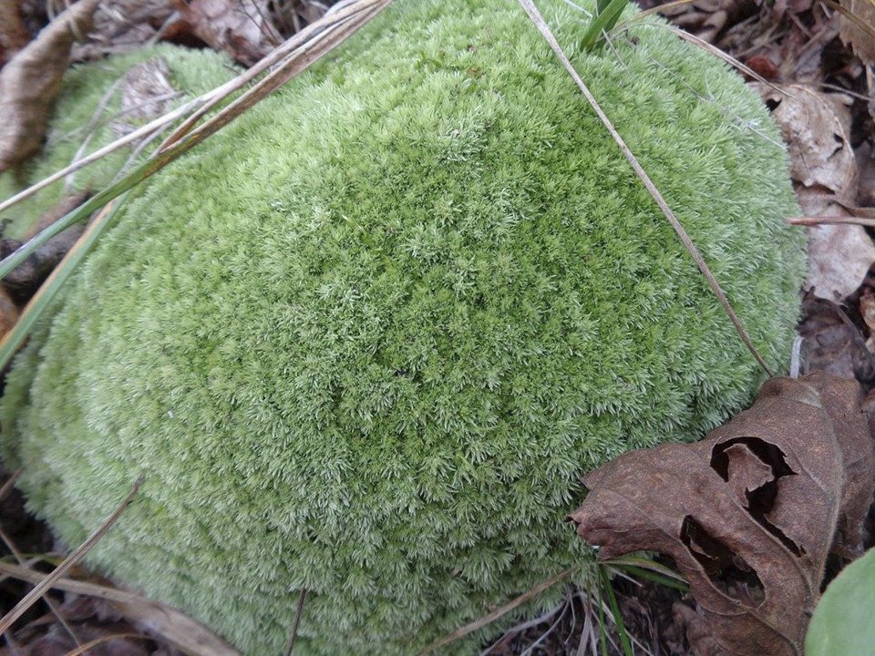 pincushion moss