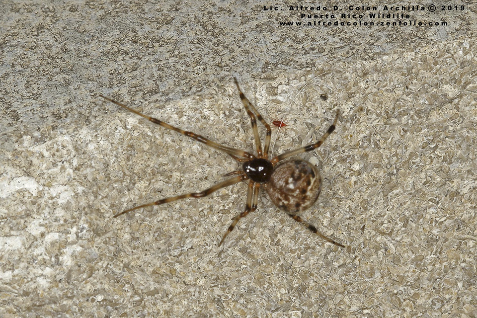 common house spider (Parasteatoda tepidariorum)